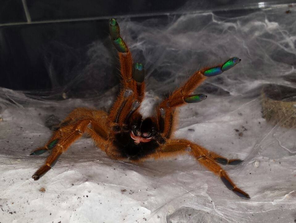 spiderhomeimage.jpg